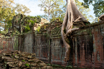 Tree Laden Temple