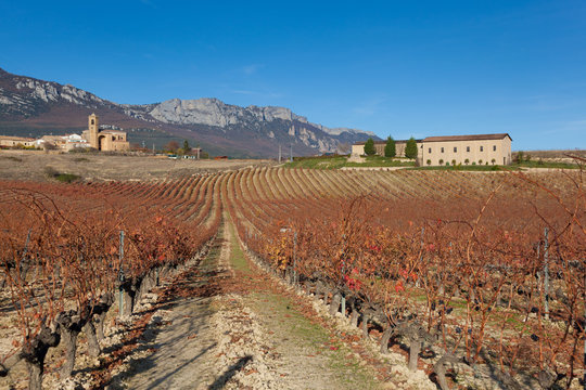 Vi&ntilde;edos en oto&ntilde;o, P&aacute;ganos, Laguardia, Alava, Espa&ntilde;a