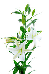 Beautiful white lily flowers