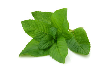 Fresh mint