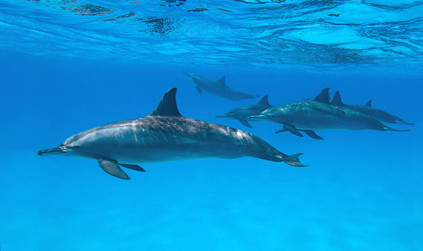Spinner dolphins in nature.