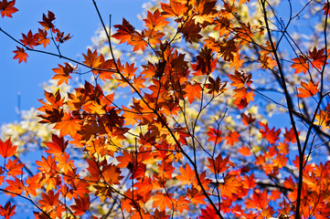 Red and yellow maple leaves on the tree. Bright blue sky