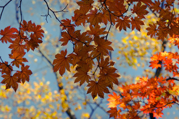 Orange and yellow autumn leaves with background of blue sky