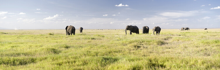 Fototapeta na wymiar Park Narodowy Amboseli