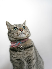 猫のポートレート