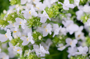 Fototapeta premium flower(Melilotus_suaveolens)_10