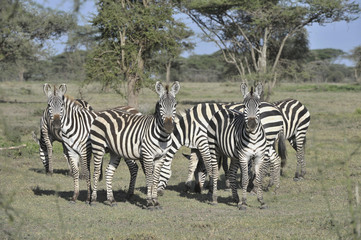 Wild zebras in Africa.