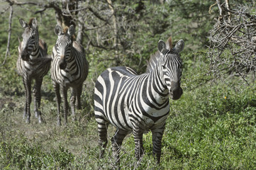 Wild zebras in Africa.