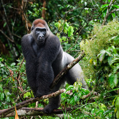 Silverback.