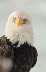 Face-to-face portrait of an eagle