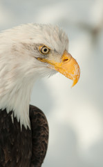 Profile  portrait of an eagle
