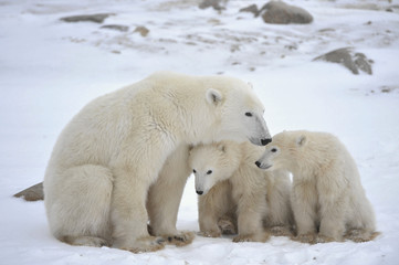 Obraz premium Polar she-bear with cubs.