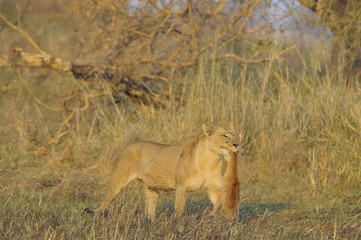 Lioness with prey.