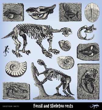 Engraving vintage fossil and skeleton set.