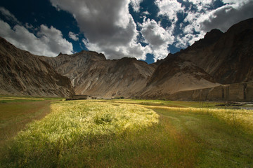 Wheat filed landscape located in Marhka Valley, Leh - obrazy, fototapety, plakaty