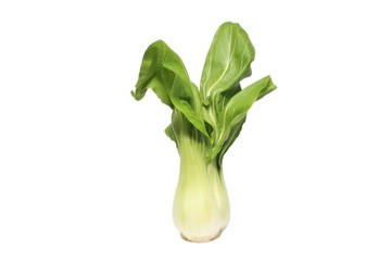 Chinese cabbage