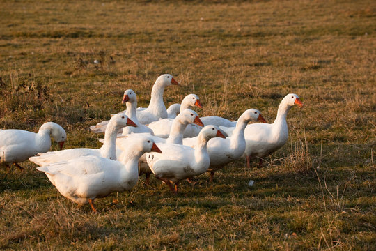 G&auml;nse