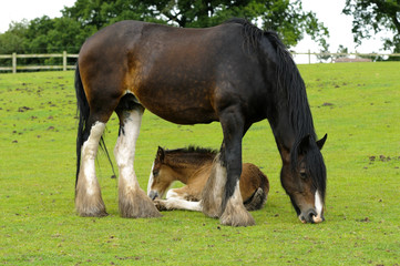 Shire Horse and Foal