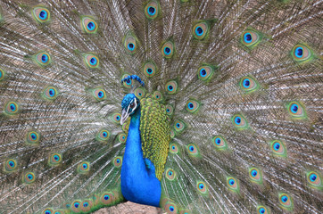 Obraz premium peacock