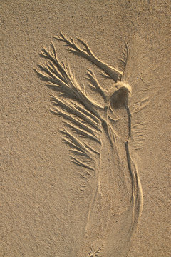 Sand Angel