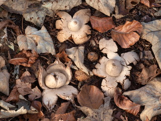 Gewimperter Erdstern