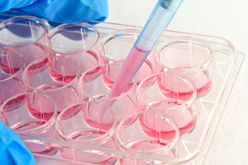 Scientist pipetting medium into 12-well plate