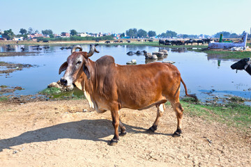 cow has a rest in the lake of the village