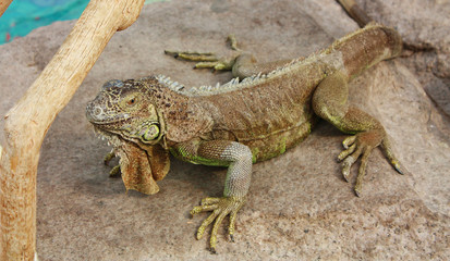 Iguana on a gray stone