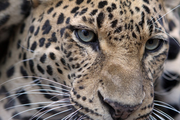 Leopard - Panthera pardus