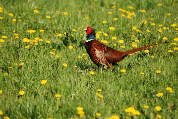 bażant w lesie kabackim © suchyk