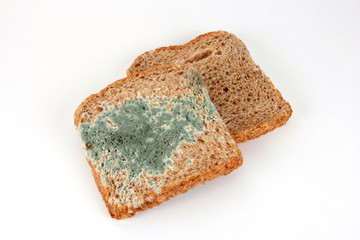 Verschimmeltes Brot