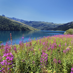 flowers and lake square