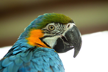 Macaw