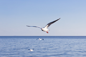seagull flying on blue sky
