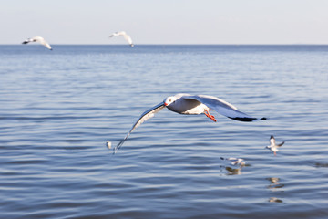 Fototapeta na wymiar seagull flying on the sea