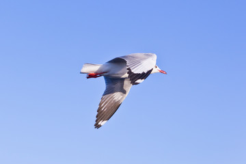 seagull flying on blue sky