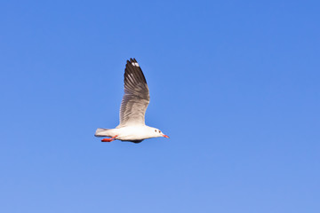 seagull flying on blue sky