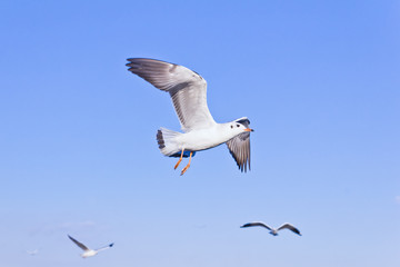 seagull flying on blue sky