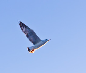 seagull flying on blue sky