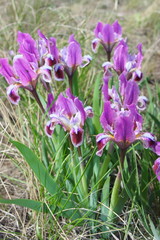 Dwarf iris flowers (Iris pumila L., Iridaceae)