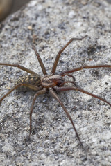 Winkelspinne auf Naturstein