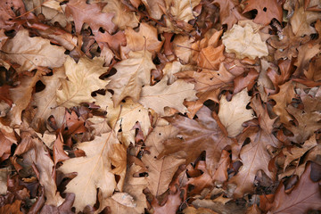 Autumn leafs - background
