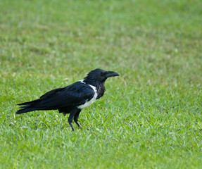 Pied Crow