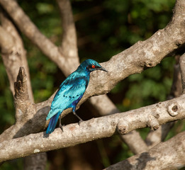 Lesser Blue-eared Glossy Starling