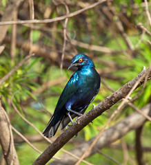 Lesser Blue-eared Glossy Starling
