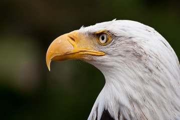Bald Eagle Posing
