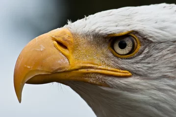 Crédence de cuisine en verre imprimé Aigle Bald Eagle Posing
