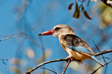 Grey Headed Kingfisher