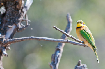 Little african bee eater