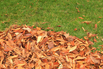 Half pile of yellow leaves on the green grass